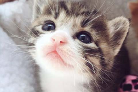 http://dalian.vdtfzz.com/post/208.html|大连人工试管